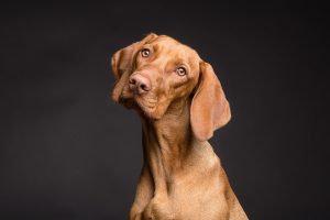 Mehr über den Artikel erfahren Wetten auf Hunderennen