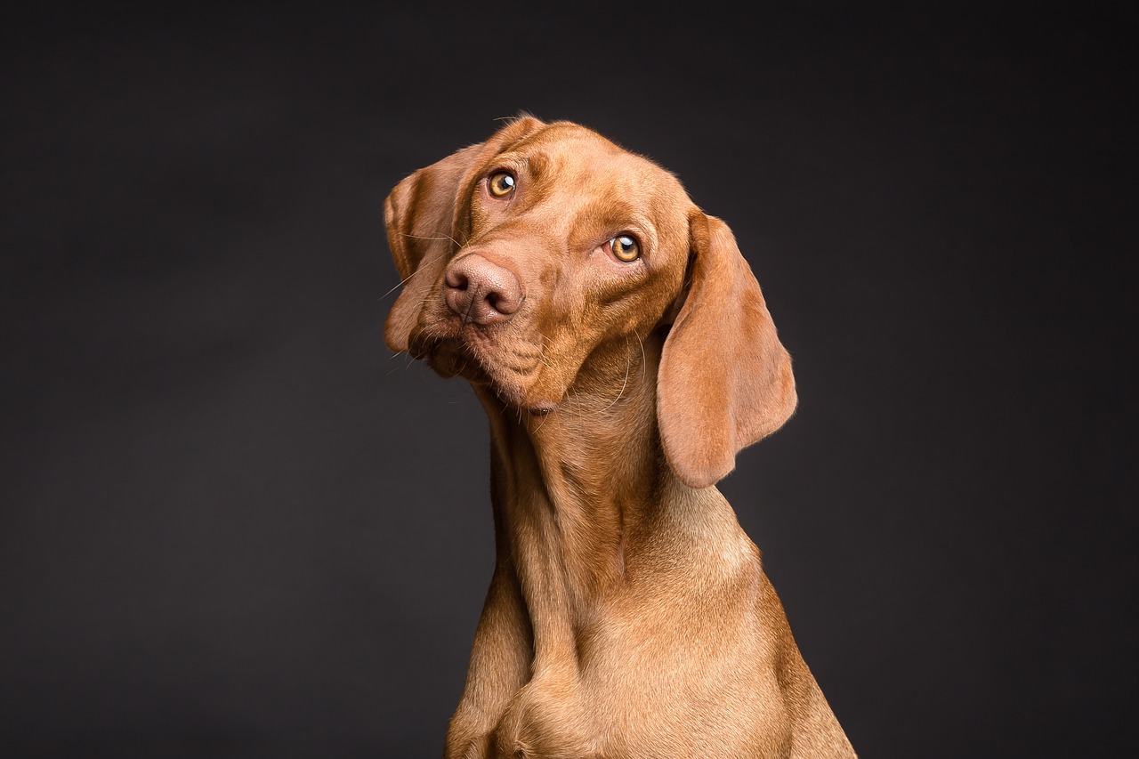 Mehr über den Artikel erfahren Wetten auf Hunderennen